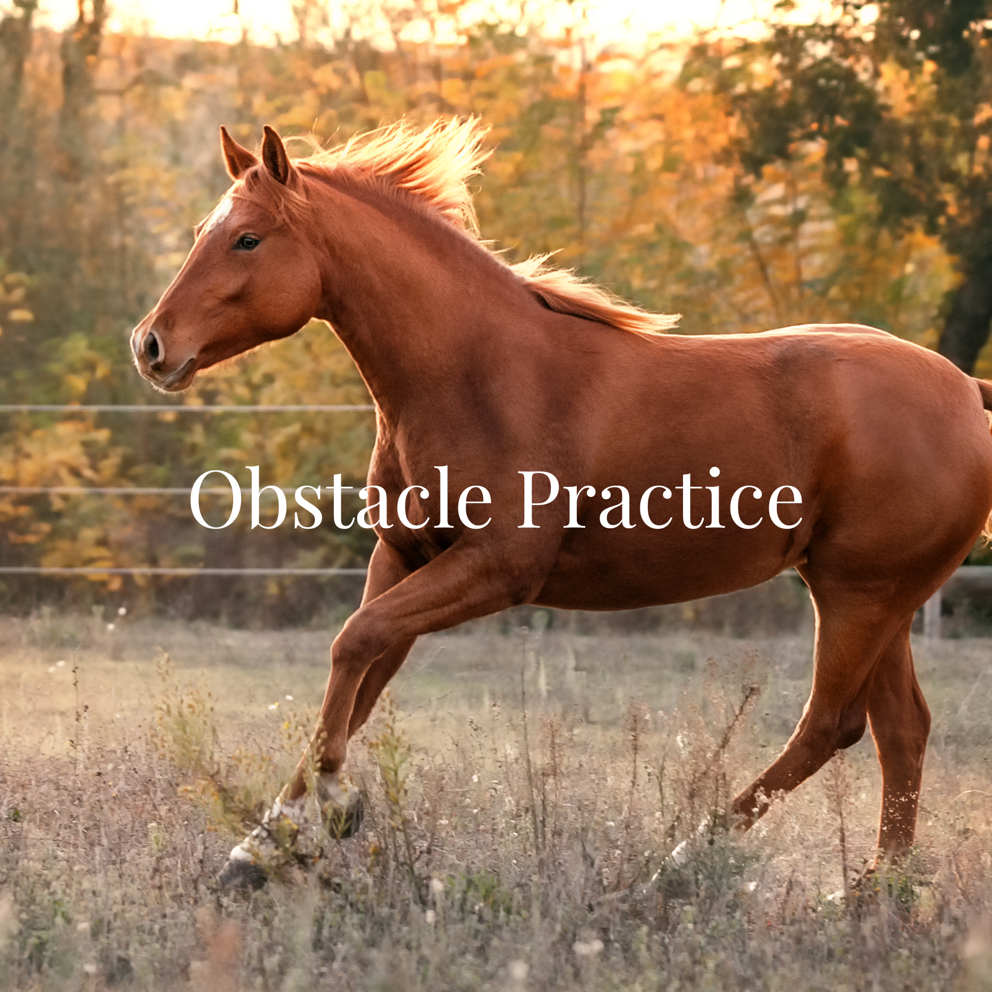 Obstacle Practice